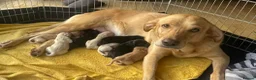 Labrador Retriever dogs for sale: Stunning lab puppies  - Advert 3