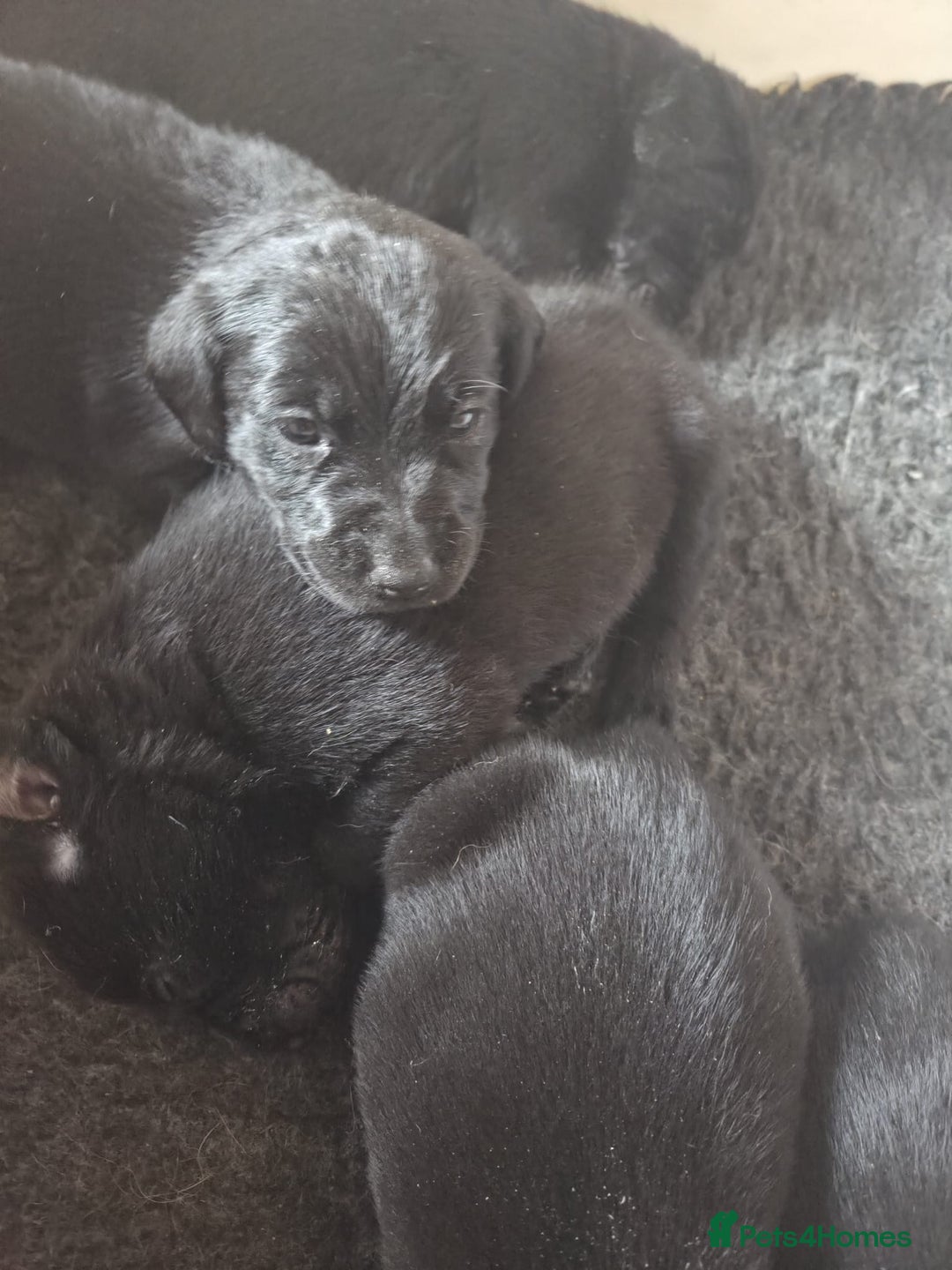 Labrador Retriever dogs for sale: Beautiful kc registered Labrador puppies - Advert 6