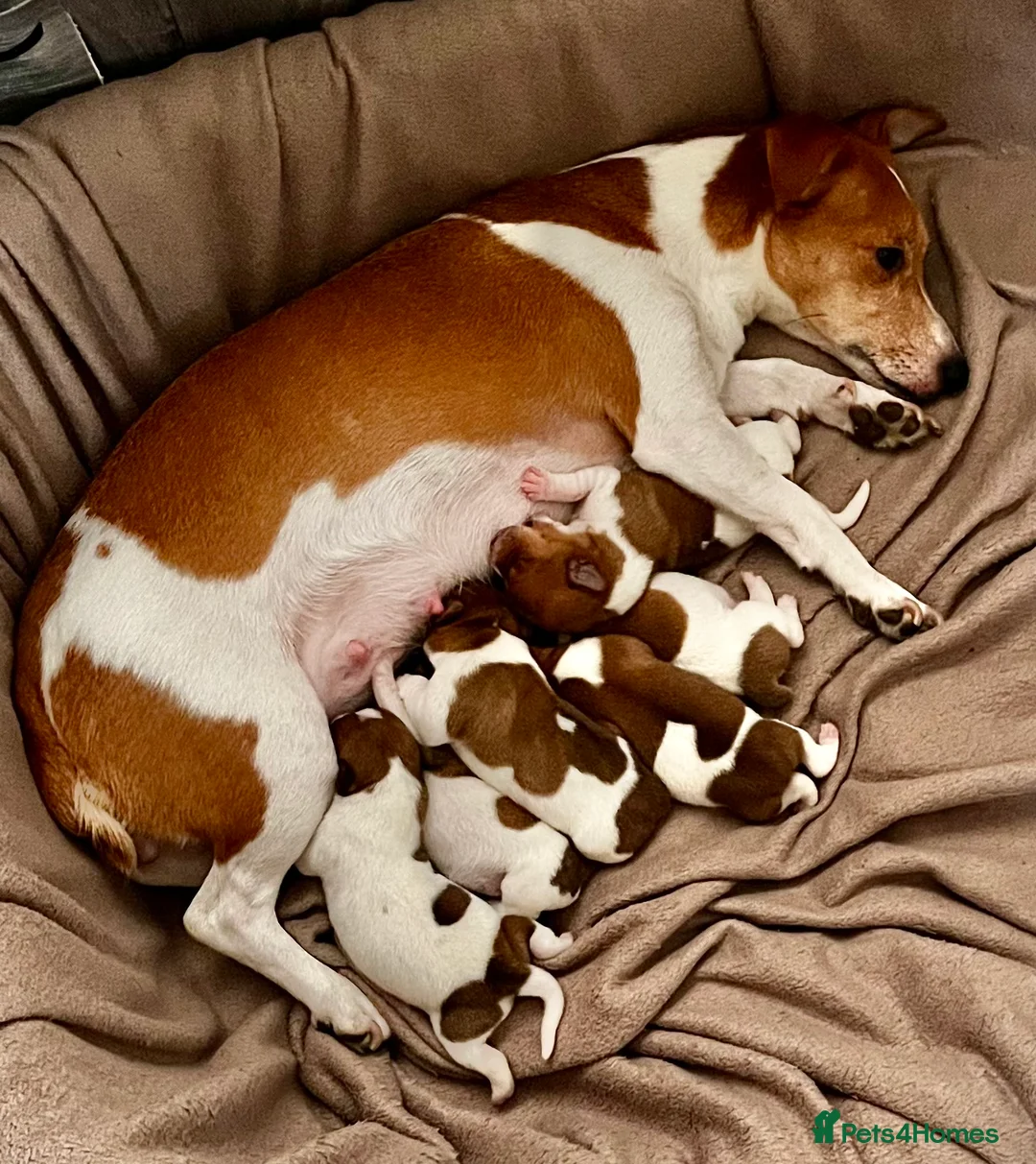 Jack Russell dogs for sale: 🐶 🐶 Jack Russell Puppies Available 🐶 - Advert 3