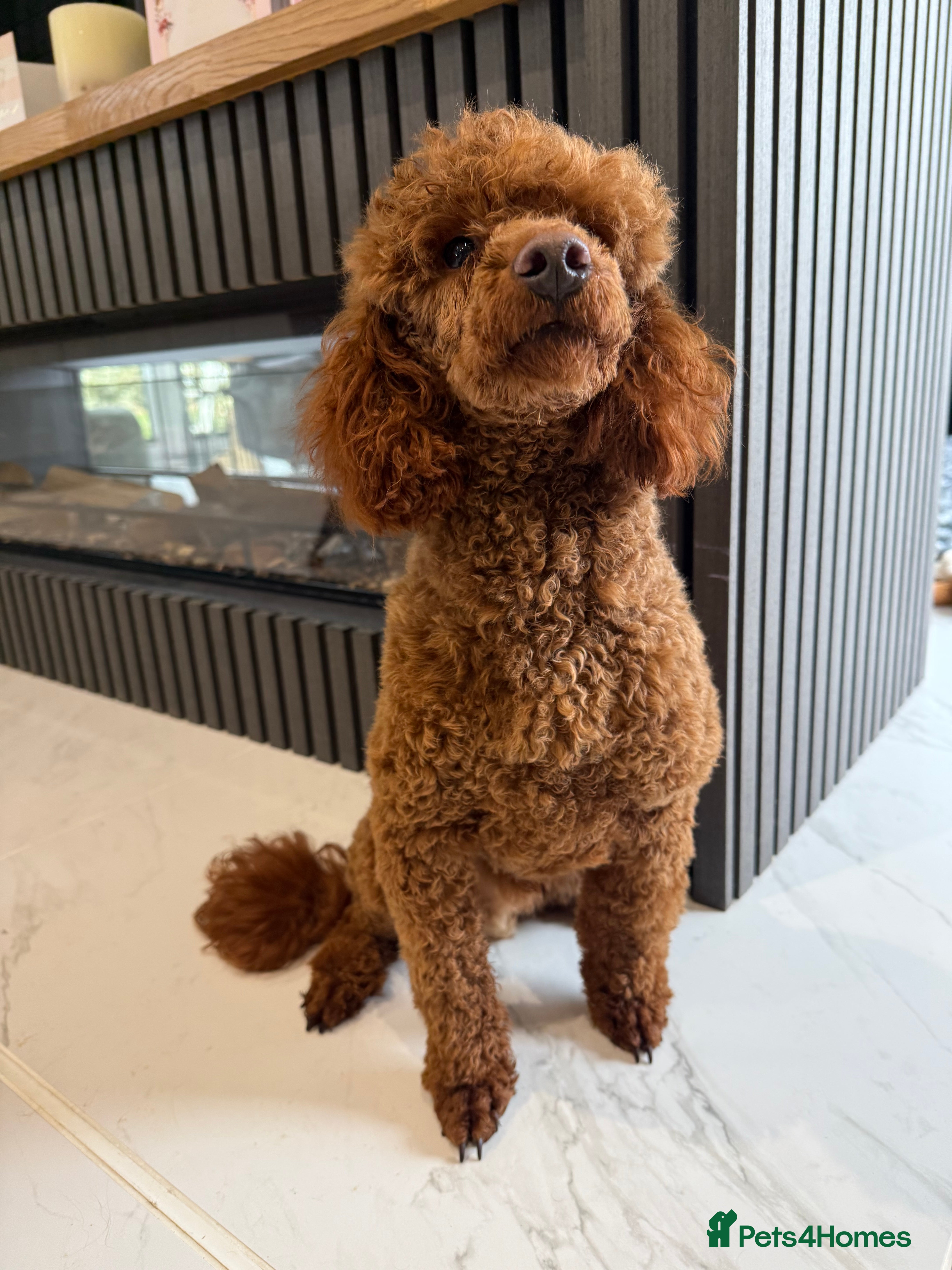 Toy Poodle dogs Stunning Kc registered Boy - Advert 2