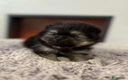 Pomeranian dogs for sale: KC Black&Tan Pom puppies stunning 🤩 🧡🖤 - Image 18
