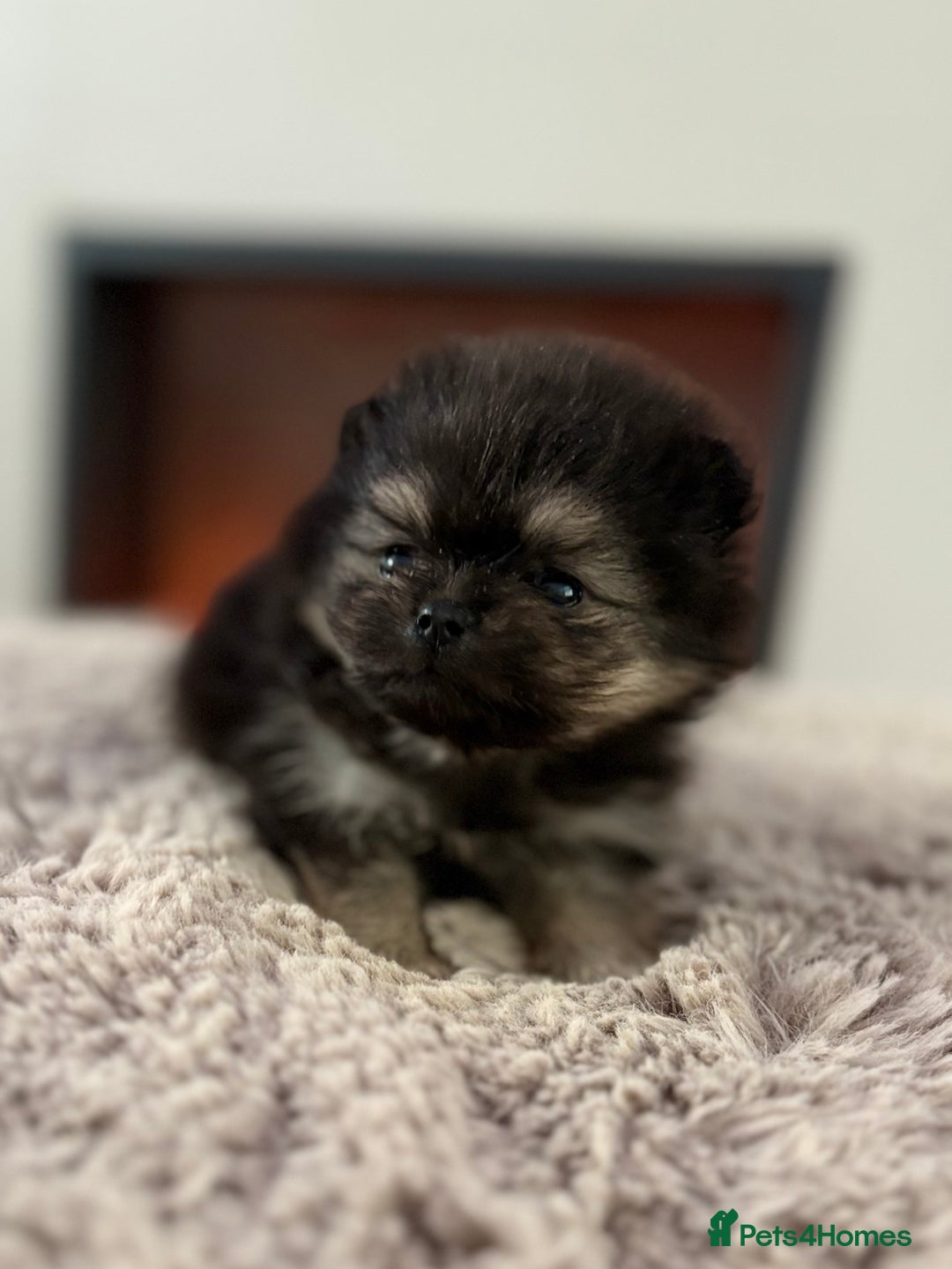 Pomeranian dogs for sale: KC Black&Tan Pom puppies stunning 🤩 🧡🖤 - Image 18