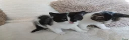 Mixed Breed cats for sale: Kittens for sale  in Middlesbrough - Advert 6