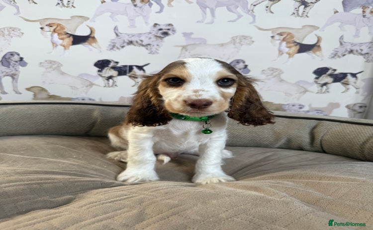 Cocker Spaniel dogs - Advert 9