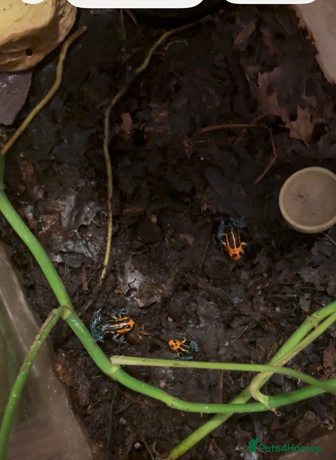 Mixed Breed invertebrates for sale: Ranitomeya Varadero Imitator - Advert 1