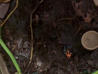 Mixed Breed invertebrates Ranitomeya Varadero Imitator - Advert 12