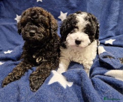 Cavapoo dogs - Advert 3