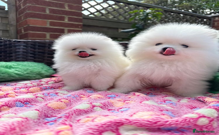 Pomeranian dogs - Advert 2