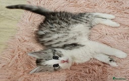Mixed Breed cats for sale: Persian Chinchilla Cross Kittens - Image 14