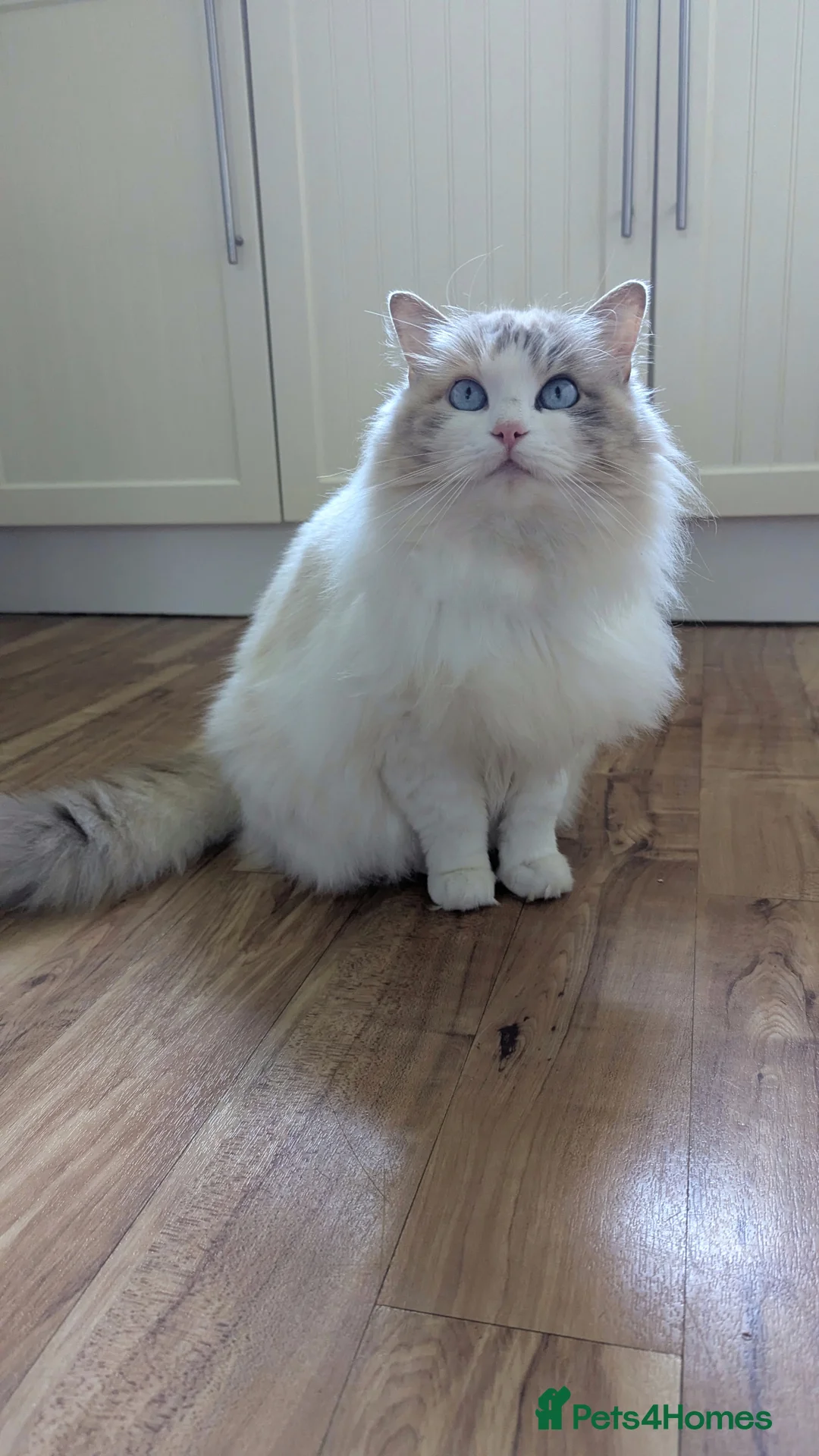 Ragdoll cats for sale: Beautiful Female Ragdoll Looking for a Loving Home - Advert 4