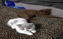 British Shorthair cats for sale: quality kittens gccf registered - Image 8