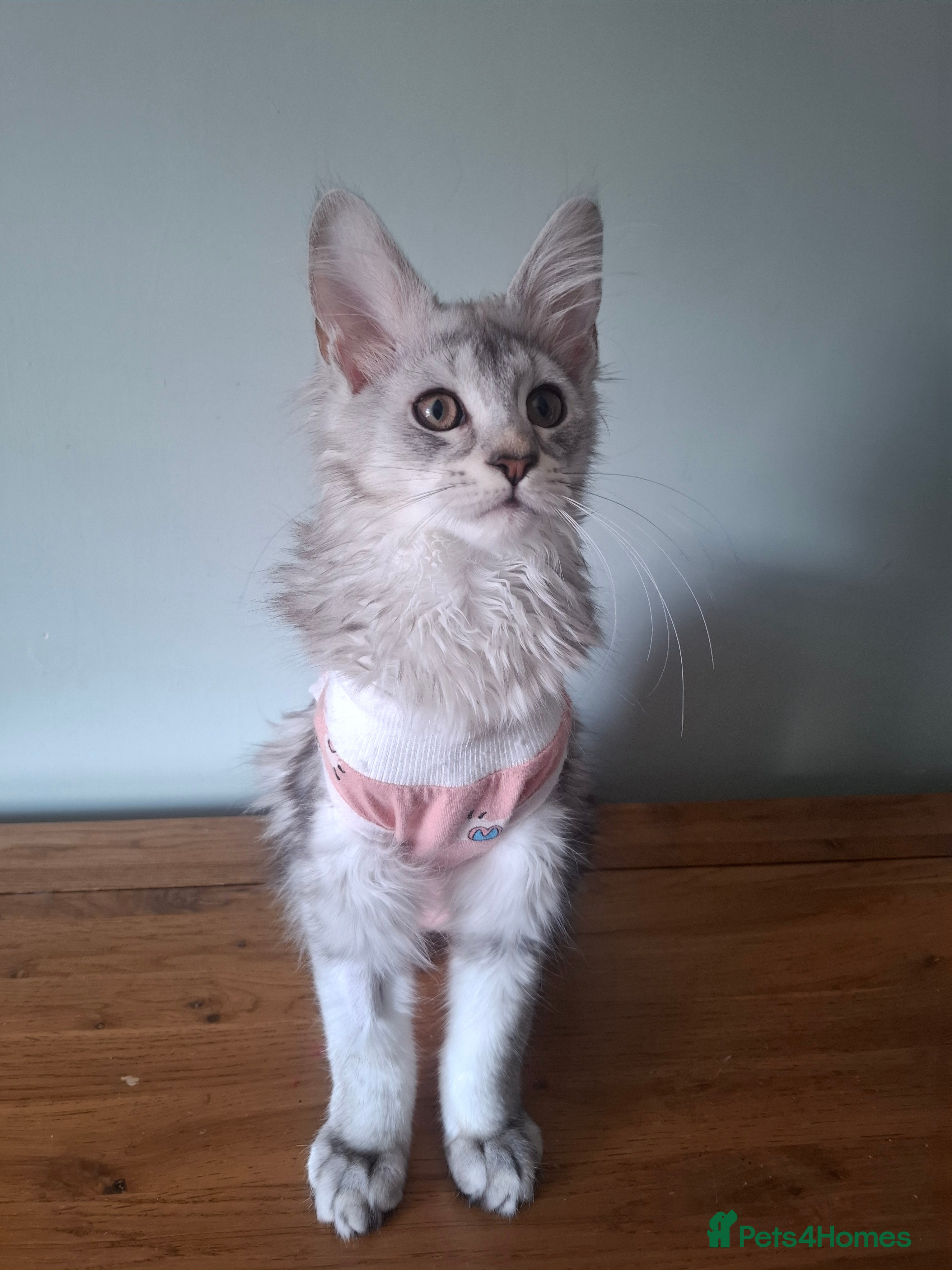 Maine Coon cats Tica Registered Maine Coon Kittens - Advert 1