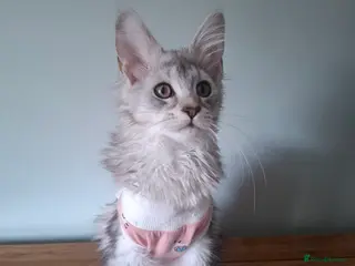 Maine Coon cats Tica Registered Maine Coon Kittens - Advert 7