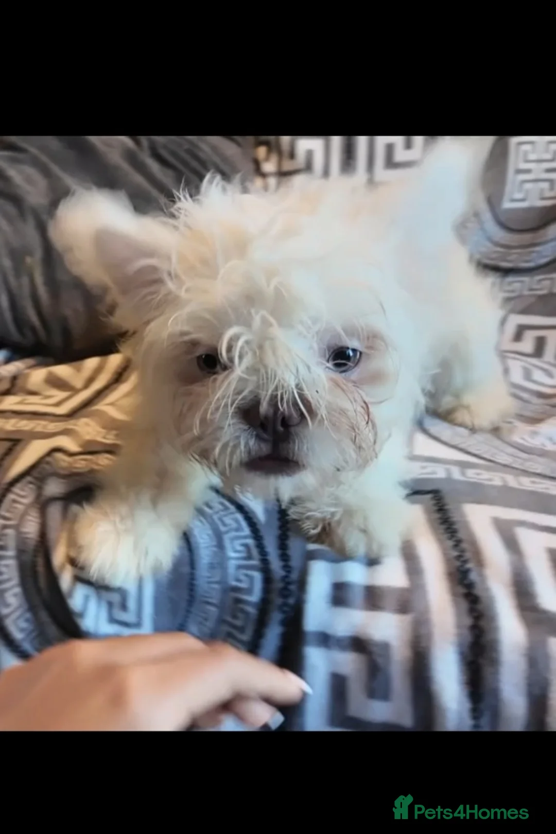 French Bulldog dogs for sale: 5 French bulldog puppies. Pied fluffy - Advert 2