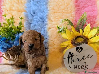 Toy Poodle dogs Gorgeous red Asian toy poodle boys - Advert 14