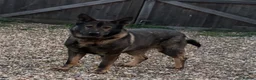 German Shepherd dogs for sale: German shepherd  - Advert 1