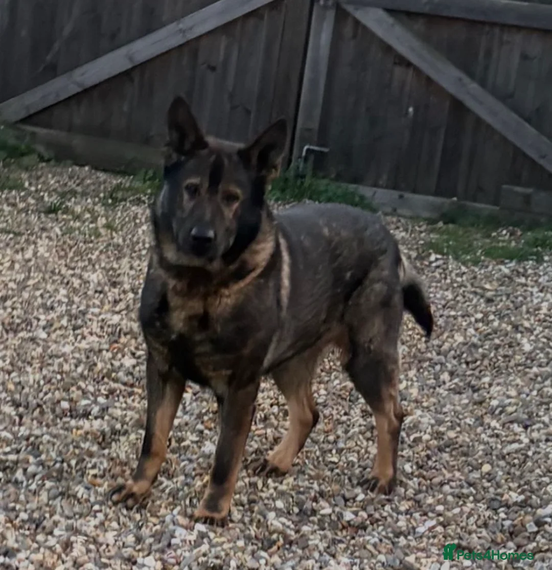 German Shepherd dogs for sale: German shepherd  - Advert 1