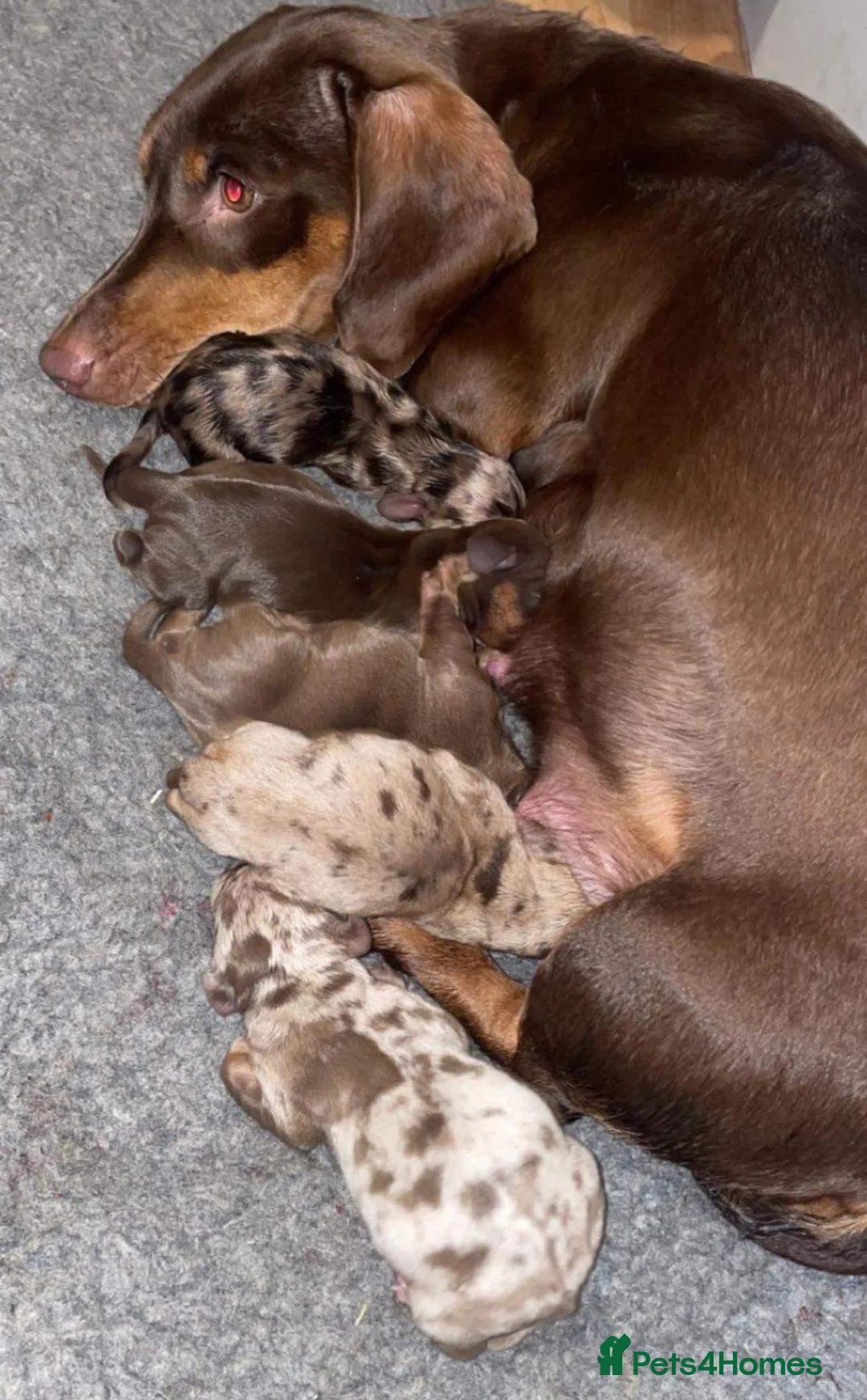 Miniature Dachshund dogs for stud: SLICE - Super Chocolate Dapple Miniature Stud in Dalry - Advert 7