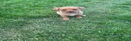 Mixed Breed dogs for sale: Mixed Breed Puppies  - Advert 3