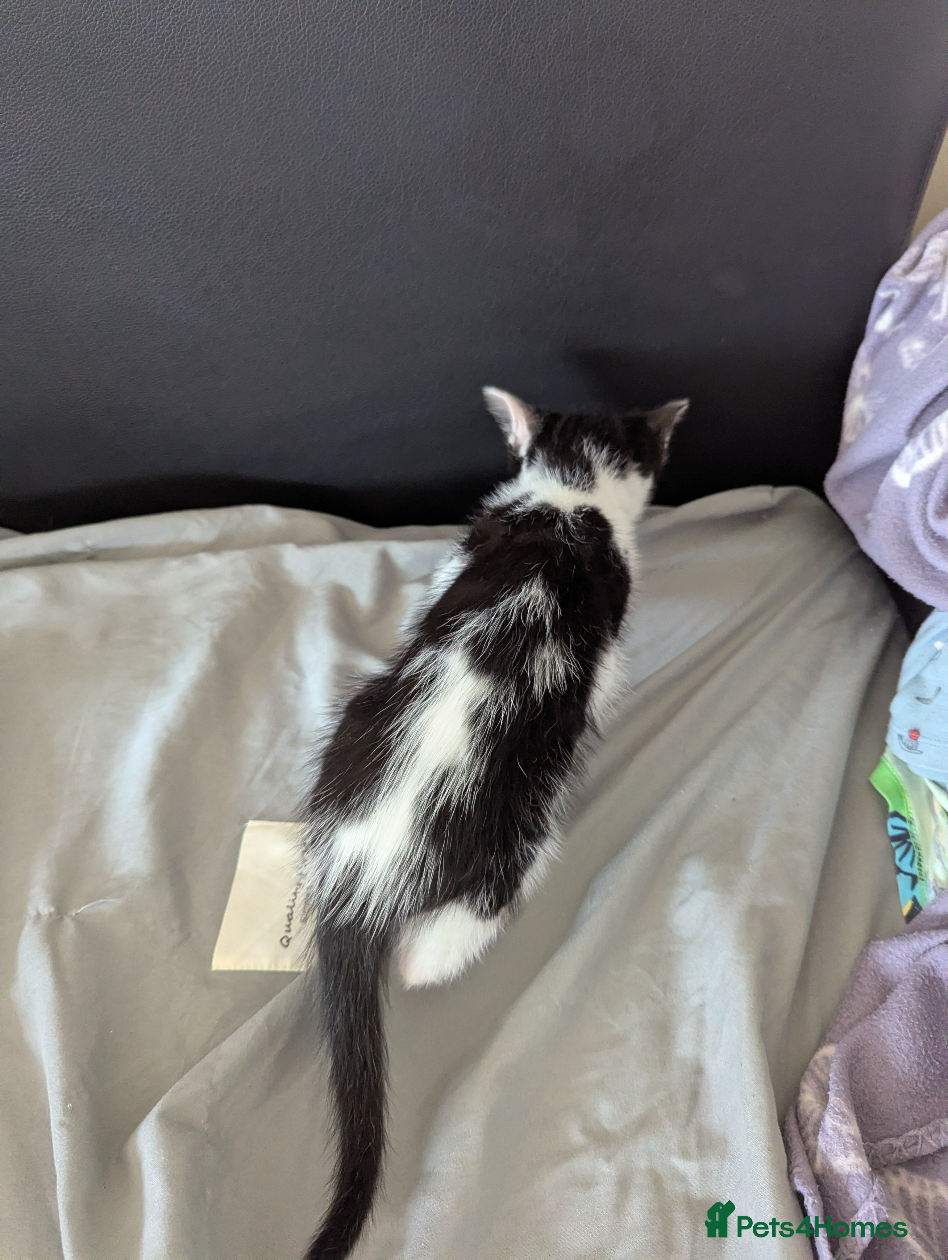 Mixed Breed cats for sale: Cats for sale - Advert 7