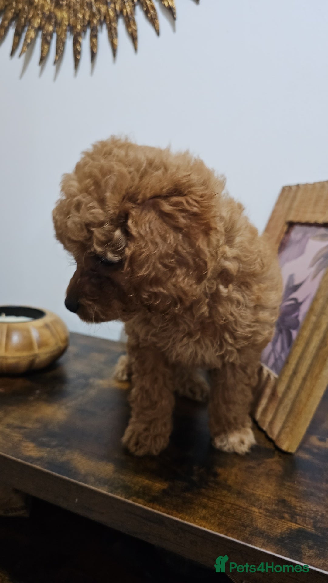 Cavapoo dogs for sale: Gorgeous Little Cavapoo Puppy  - Advert 10