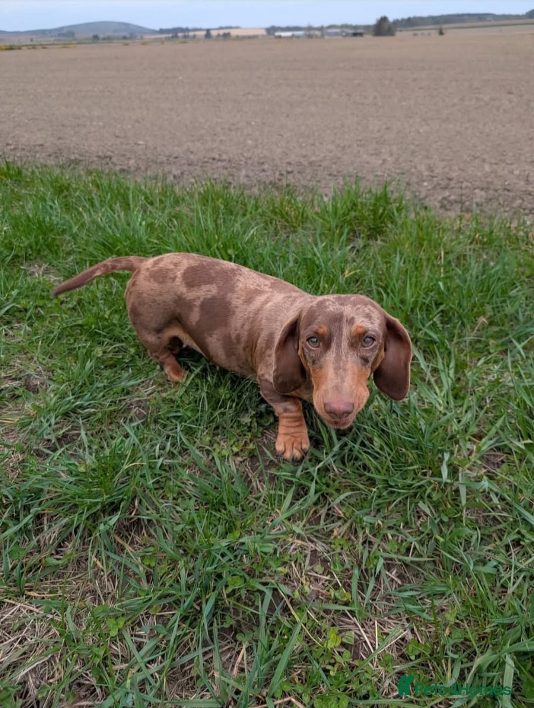 Miniature Dachshund dogs for sale: Miniature Dachshund Puppies  - Image 12