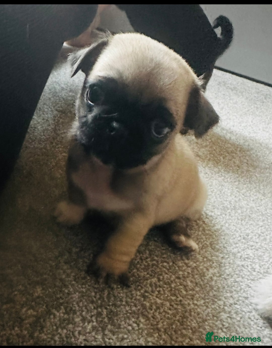 Pug dogs for sale: READY 19/09/25 Boys x2 Pugs - Image 12