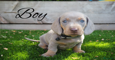 Miniature Dachshund dogs - Advert 10