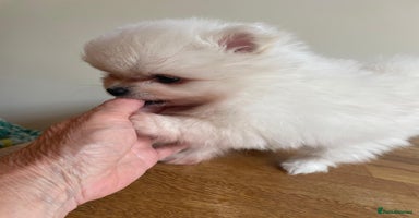 Pomeranian dogs - Advert 10