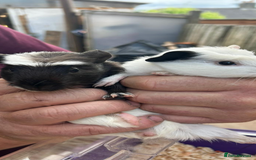 Guinea Pig rodents for sale: Male baby Guineapigs  - Image 5