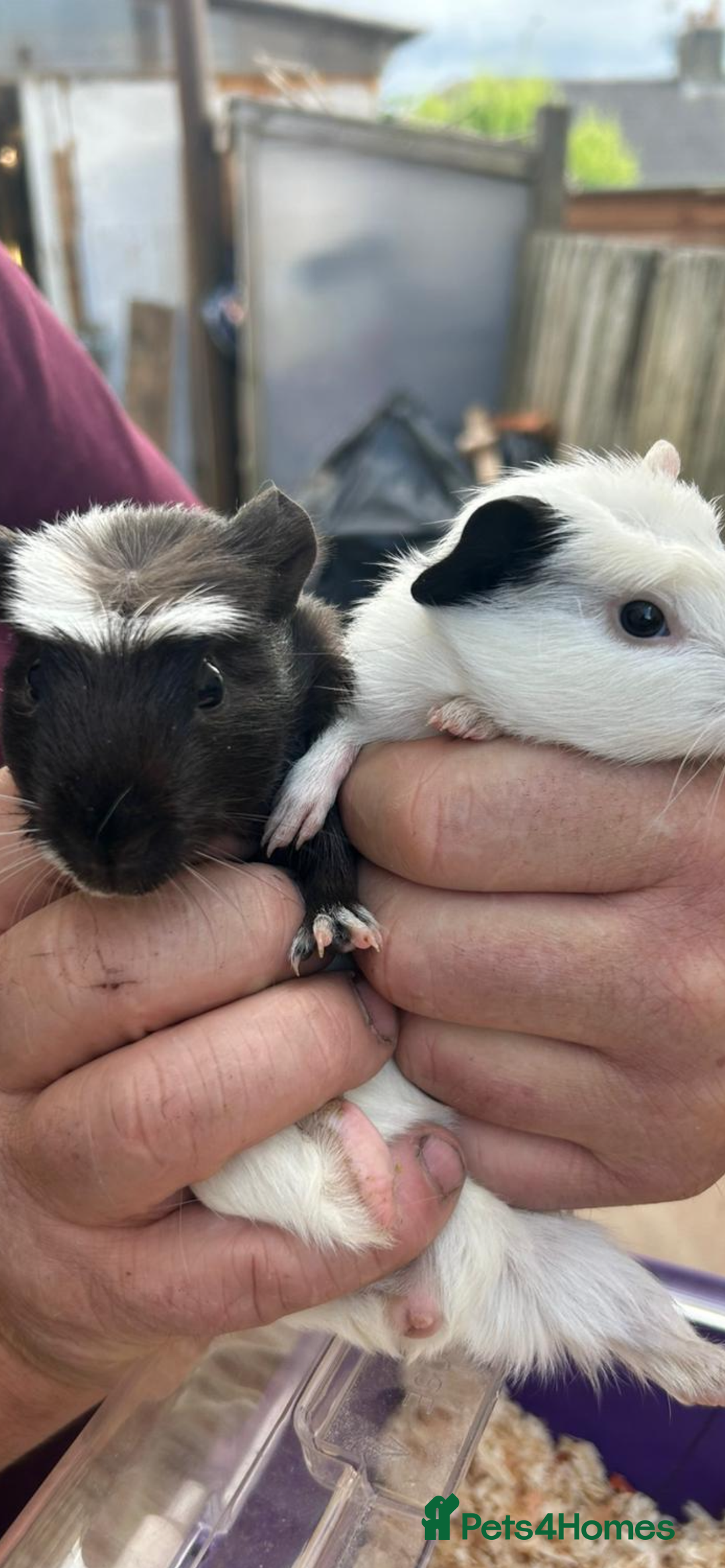 Guinea Pig rodents for sale: Male baby Guineapigs  - Image 5
