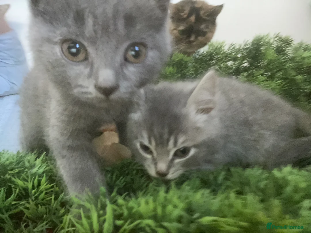 Mixed Breed cats for sale: Beautiful British shorthair cross Maine coon in Hexham - Advert 2