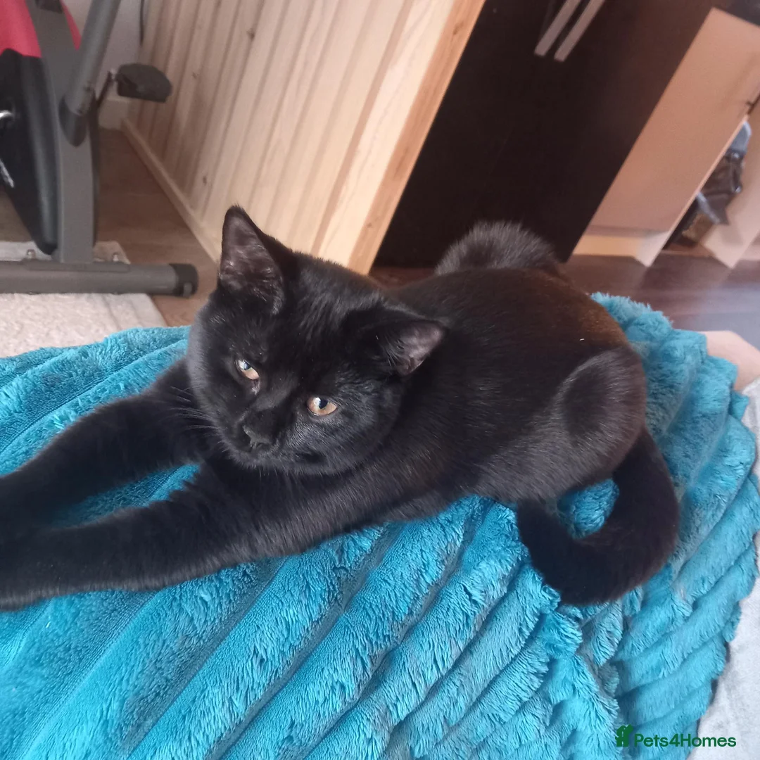 British Shorthair cats for sale: British short hair x - Advert 11