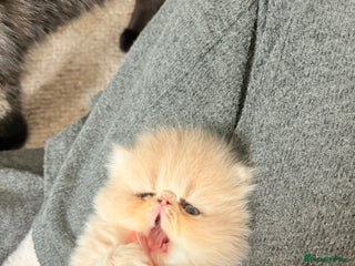 Persian cats for sale - Advert 2