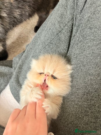 Persian cats - Advert 4