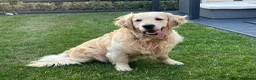 Golden Retriever dogs for sale: Health tested cream Golden Retriever pups - Advert 10