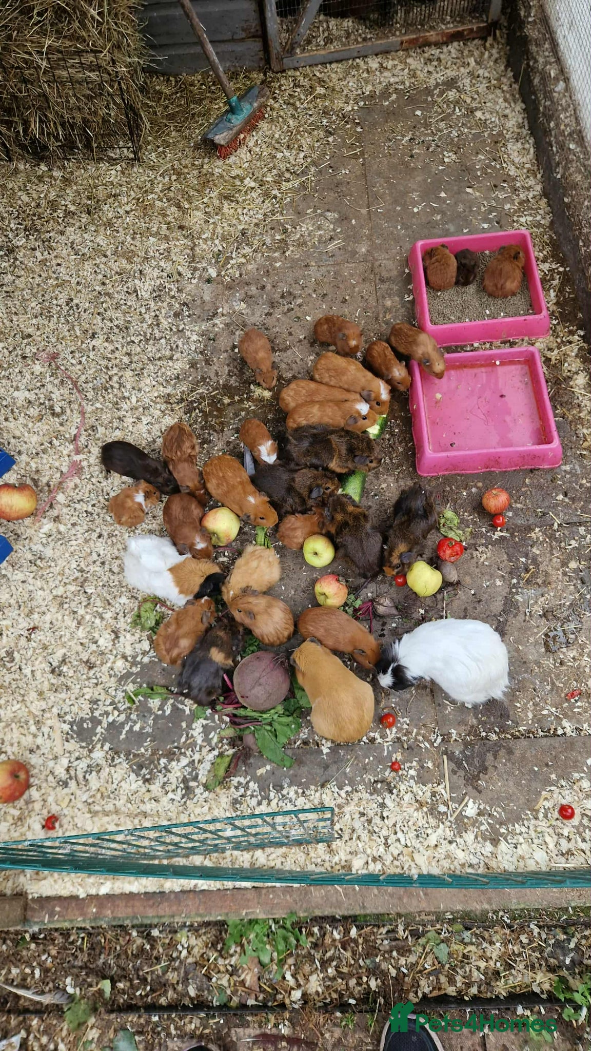 Guinea Pig rodents guinea pigs for sale - Advert 1