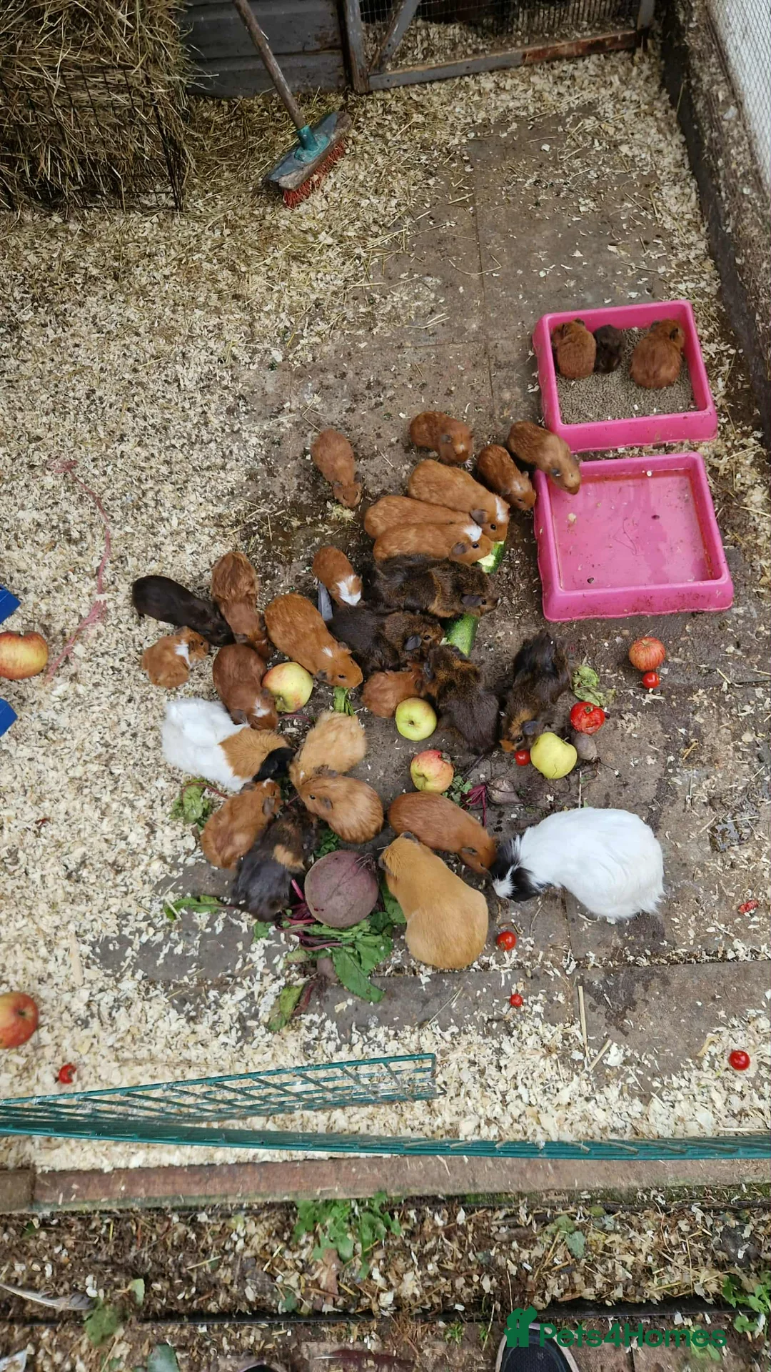 Guinea Pig rodents for sale: guinea pigs for sale - Advert 1