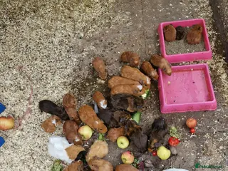 Guinea Pig rodents guinea pigs for sale - Advert 1