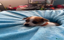 Pomchi dogs for sale: Pomchi puppies - Image 12