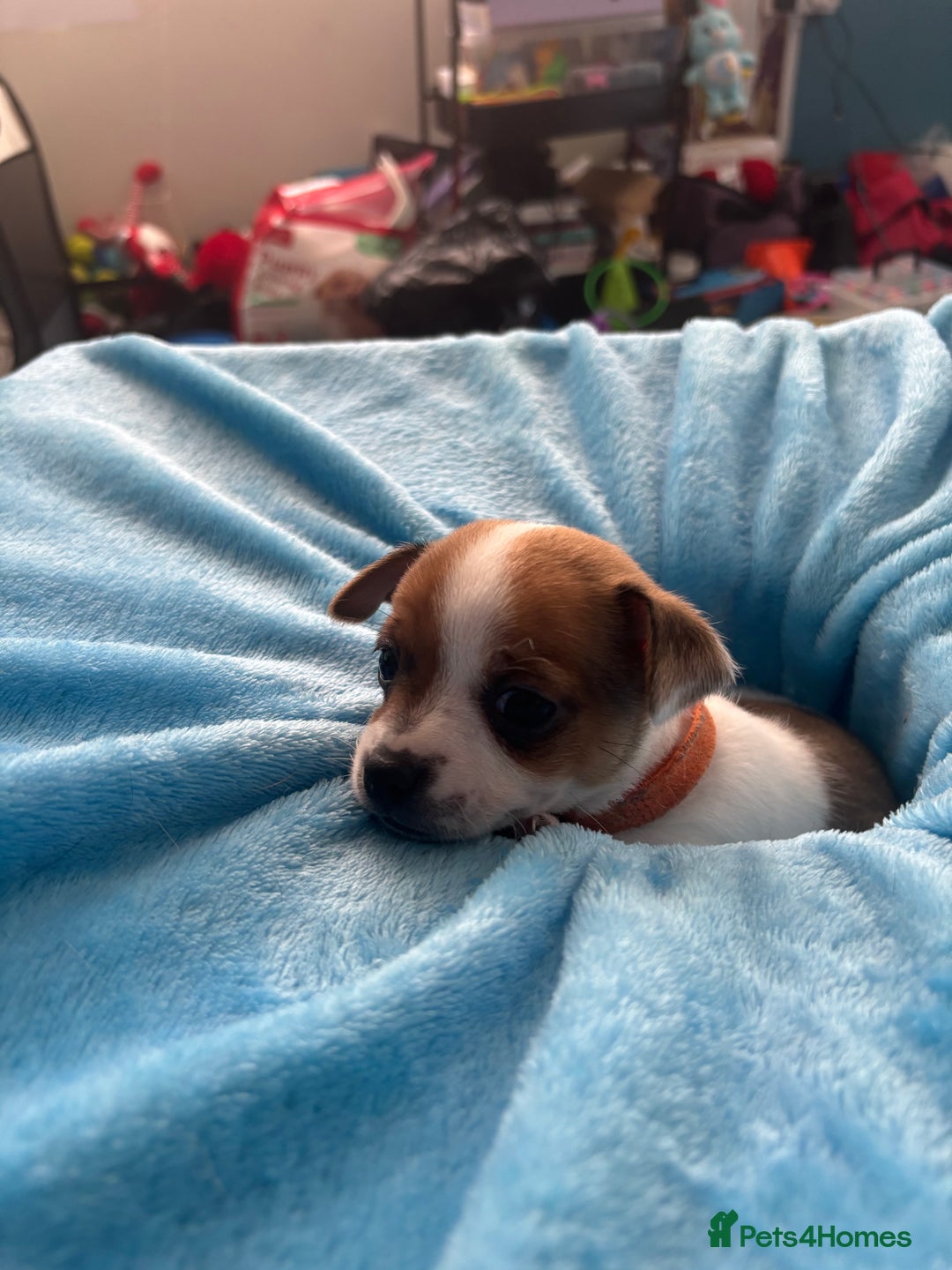 Pomchi dogs for sale: Pomchi puppies - Image 12