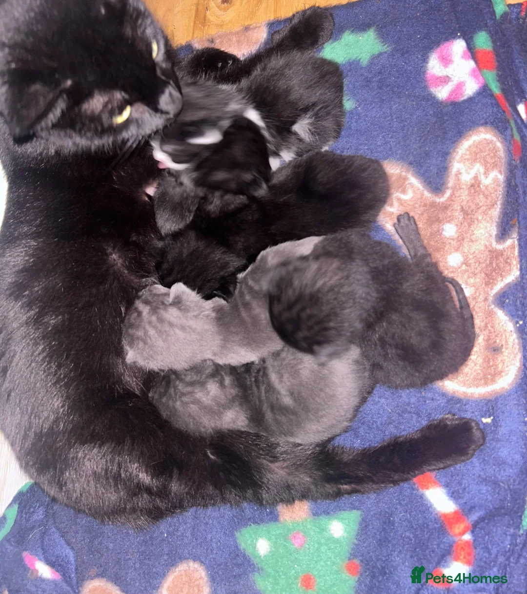 Mixed Breed cats for sale: 6 gorgeous mixed breed kittens  - Advert 1