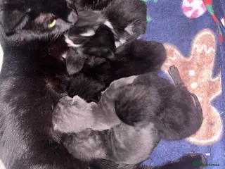 Mixed Breed cats 6 gorgeous mixed breed kittens - Advert 4