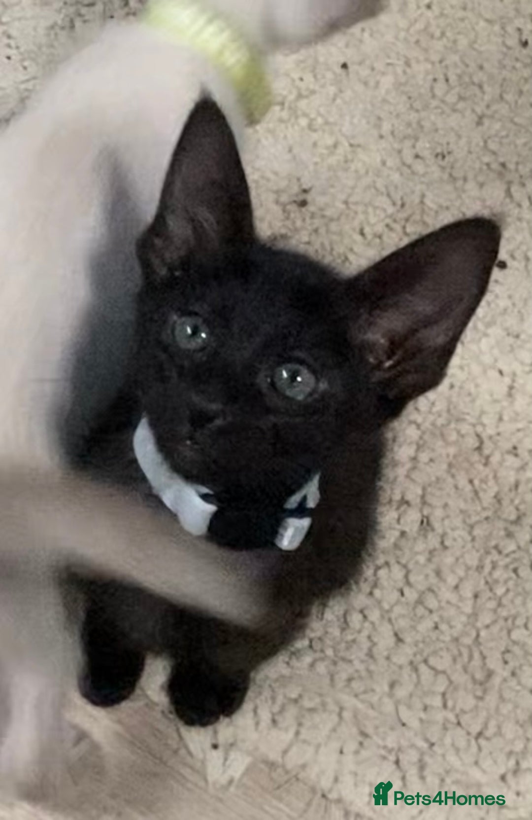 Mixed Breed cats for sale: Oriental/ Siamese  - Advert 7