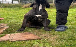 Presa Canario dogs for sale: Presa canario female  - Image 2