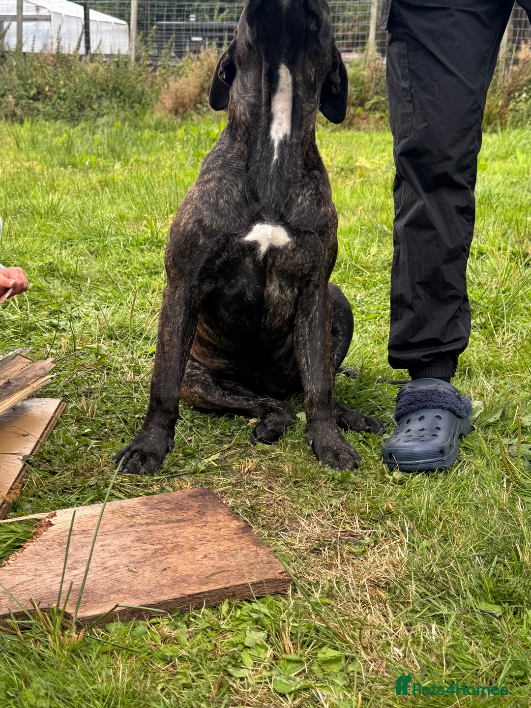 Presa Canario dogs for sale: Presa canario female  - Image 2