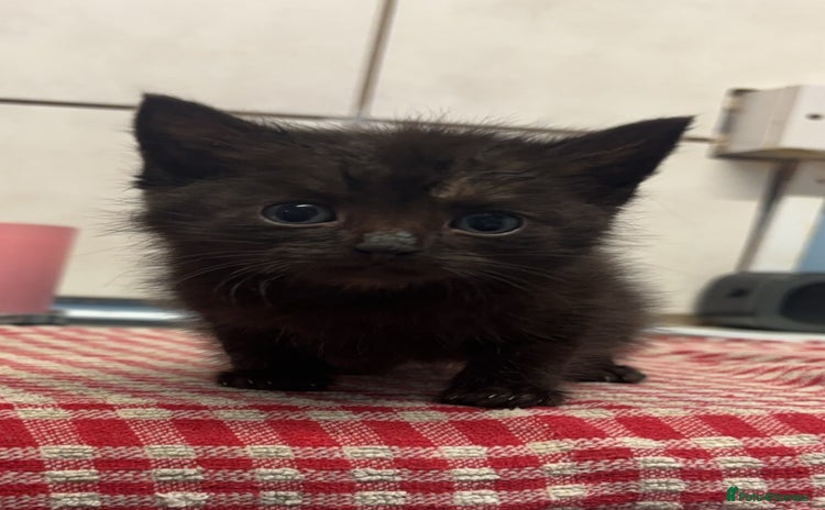 Mixed Breed cats - Advert 15
