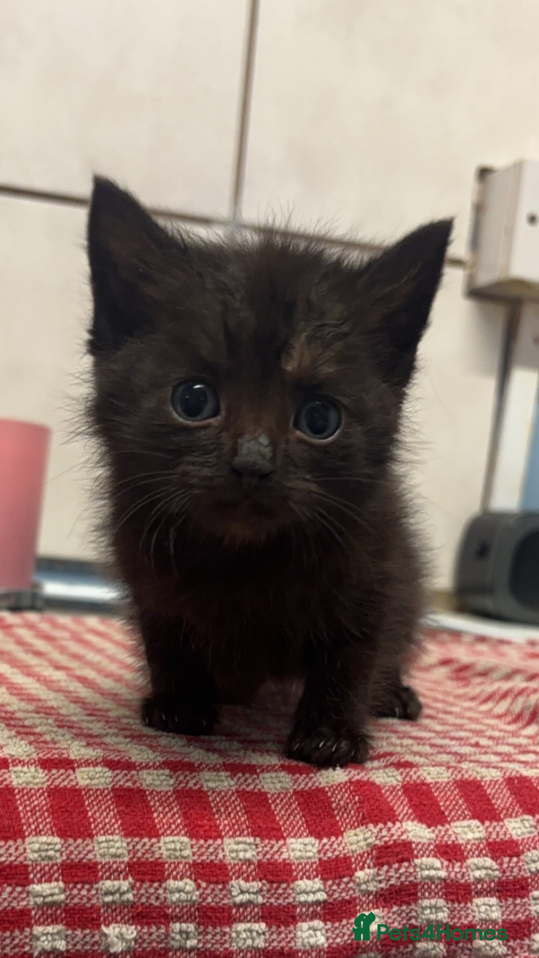 Mixed Breed cats for sale: Black female kittens ready to leave !! - Image 1