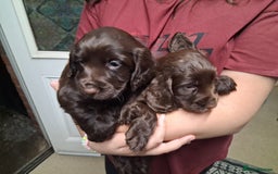 Cocker Spaniel dogs for sale: Chunky chocolate cooker spaniel puppies - Advert 10