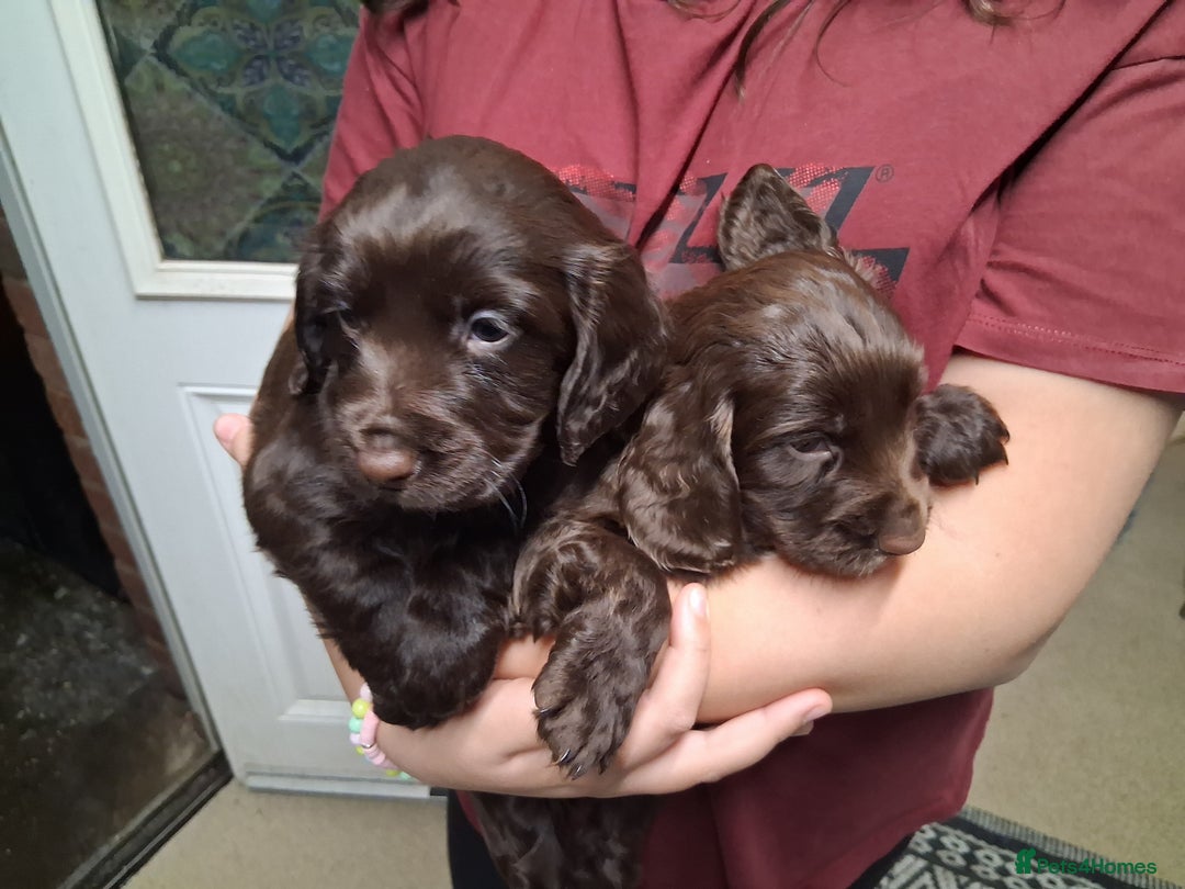 Cocker Spaniel dogs for sale: Chunky chocolate cooker spaniel puppies - Advert 10
